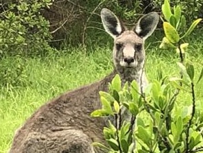 Eastern grey kangaroo population booms