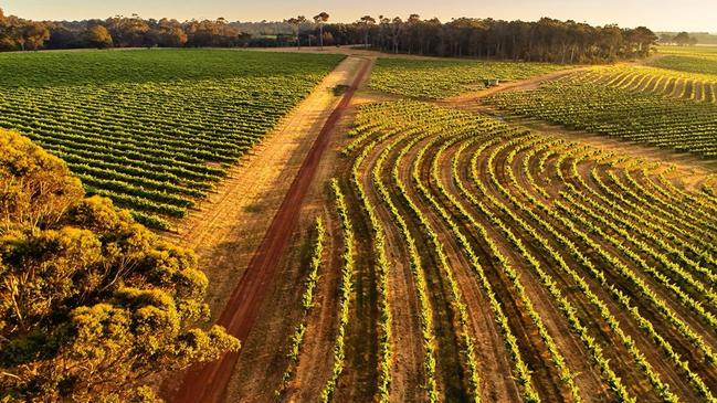 The vines at Leeuwin Winery, in the Margaret River