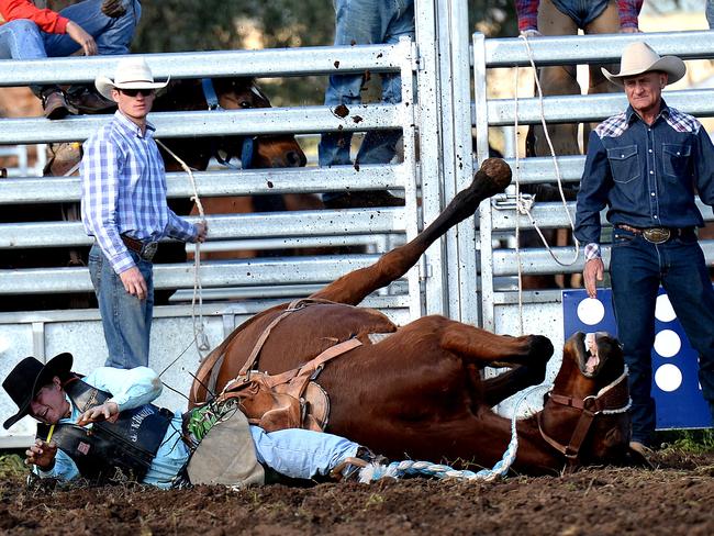 School of hard knocks — a rider bites the dust at the Saddle Bronc Riding School in Attunga. Picture: Peter Lorimer.