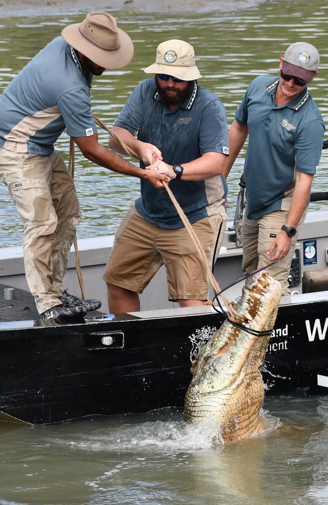 Department of Environment, Science and Innovation Wildlife Officers remove a saltwater crocodile, also known as an estuarine crocodile, measuring at least four metres in length at Port Hinchinbrook in Cardwell. Picture: Cameron Bates