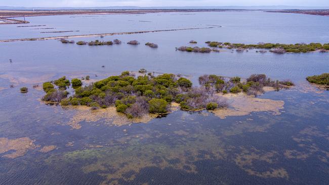 Drone footage of dead and dying mangroves and saltmarsh at St Kilda, where super salty water can be seen in evaporation ponds and some brine is crystallising to white salt. Picture: Alex Mausolf