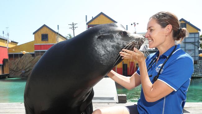 Village Road Show chief vet Claire Madden, 37. is living her childhood dream as a wildlife vet. Claire examines Boston, a 15 year old Californian Sea Lion at Sea World. Picture Glenn Hampson