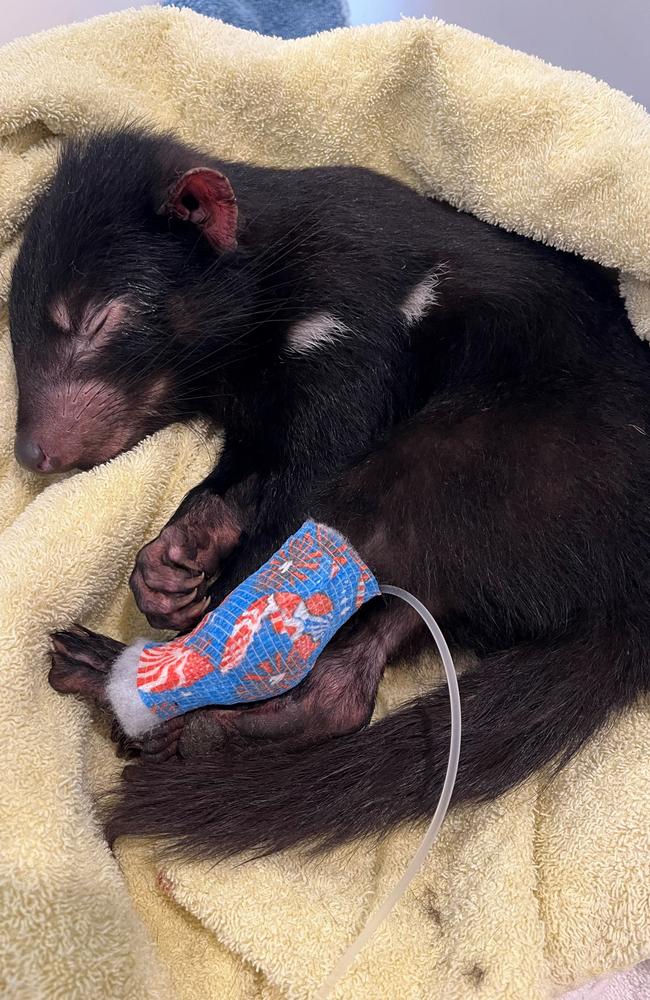 Tasmanian devil getting saline donated by Lifeblood. Picture: supplied