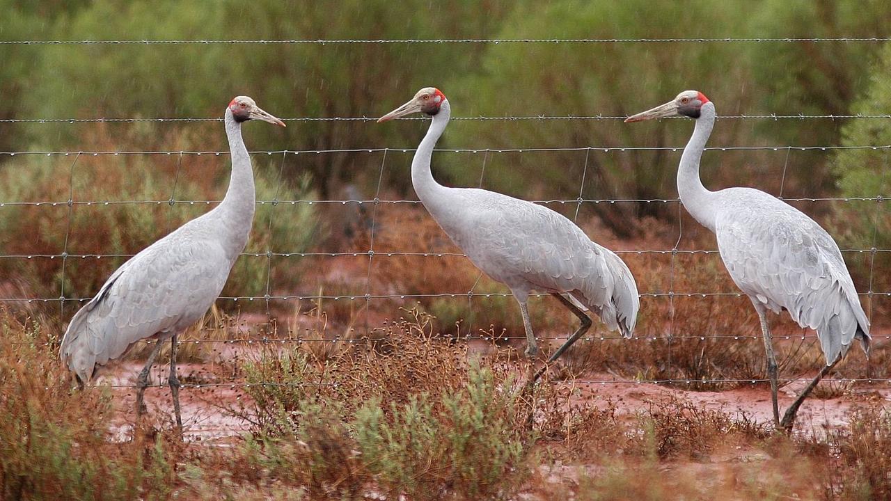 There have been 27 brolga breeding spots found within 3km of the Golden Plains Wind Farm site. Source: Glen Fergus/WikiMedia.