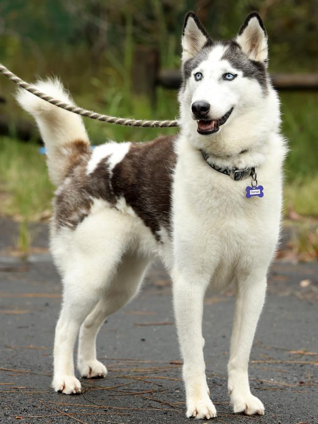 Denali, Husky, in care since 2021, at Doggie Rescue. Picture: Jonathan Ng