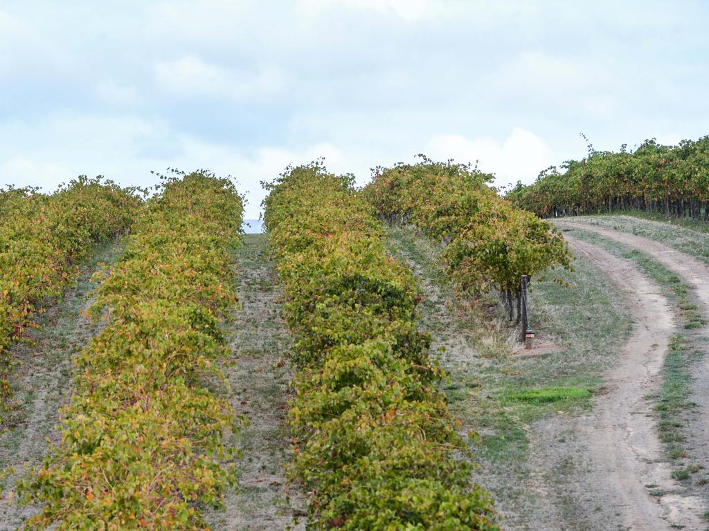 南澳大利亚出产大量葡萄酒。图片来源：NCA NewsWire / Brenton Edwards