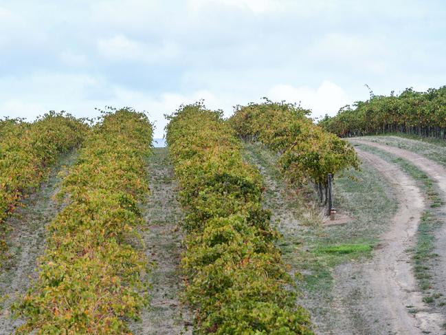 South Australia produces a lot of our wine. Picture: NCA NewsWire / Brenton Edwards