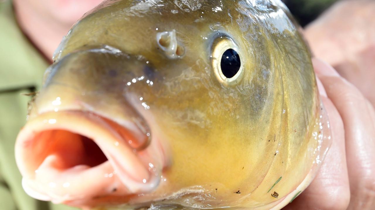 Torrens Lake Carp Are Targeted In New Culling Program By Green Adelaide 