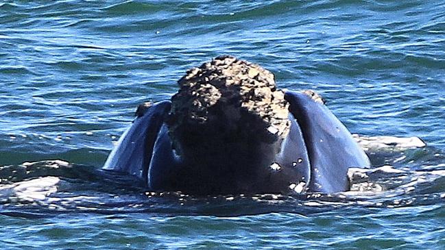 The whale and her calf has been seen off Christies Beach for much of the week. Picture: Roger Foster.