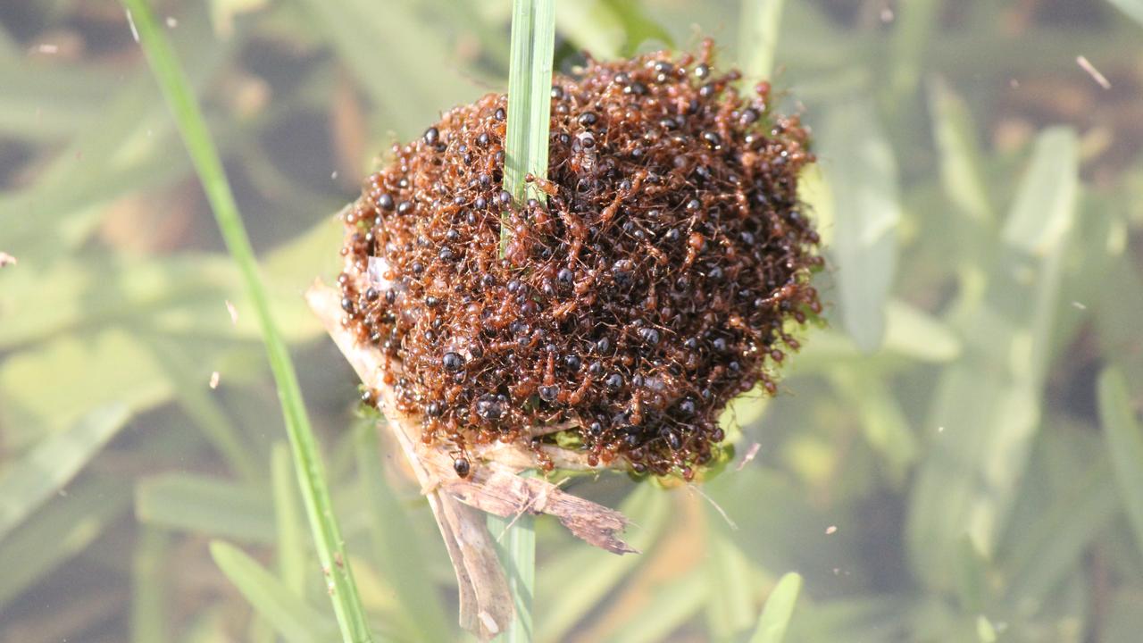 Fire ants have been forming rafts to escape floodwaters. Picture: Supplied
