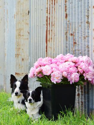 Well Worth The Wait For Spring Hill Peony Farm The Weekly Times