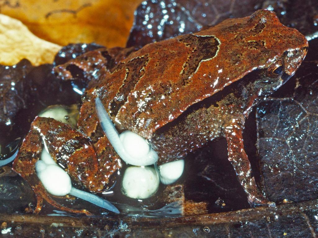 Tiny frog species found in NSW