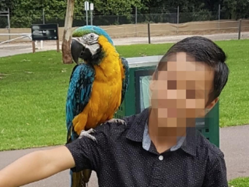 Legal warning. Not to be identified. Must pixelate before publishing. Only to be referred to as "MA".   By: M. A,  10 years old, Year 5, Adelaide, South Australia. First hand account in Gaza from 10-year-old. In reference to a story by Madeleine Bower. Petting a parrot at Bonython Park, SA