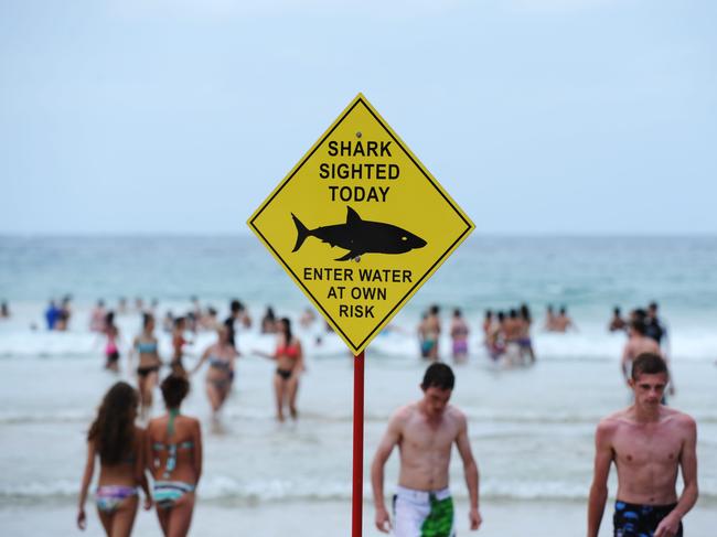 A shark warning sign at Manly Beach. Photo Manly Daily