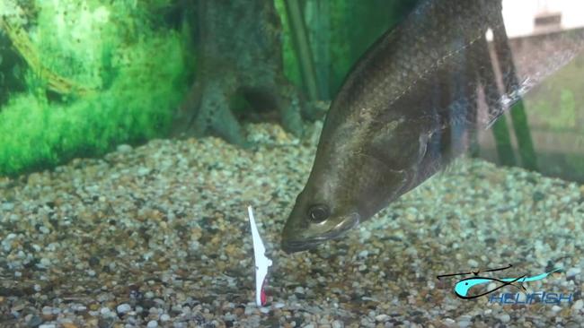 The first time its owner saw the fascinating feeding behaviour was when a peg accidentally fell into the tank and the barra couldn't work out whether it was good to eat or not. Picture: Helifish