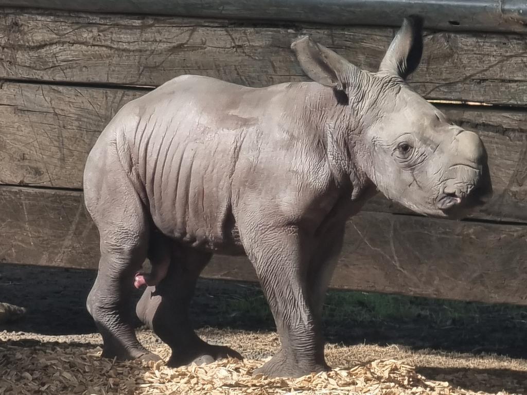 Pictured after his 18 August birth, Jabulani is thriving in the keeper-only area with mum Kipenzi. Picture: Zoos Victoria