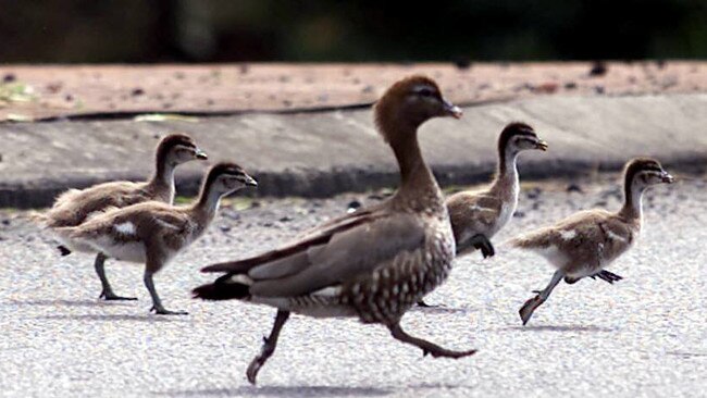 A flock of ducks. File image. Picture. Sam Ruttyn