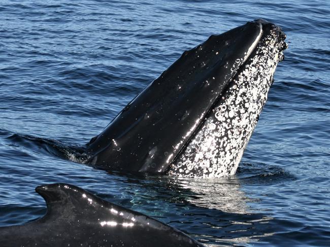 Whales spotted off Tasman Island on Sunday, 27 September 27, 2021. Picture: Ange Anderson