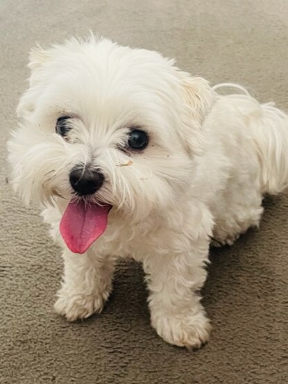 Chloe the maltese, sent in by Adrian Frinsdorf, Fullarton.