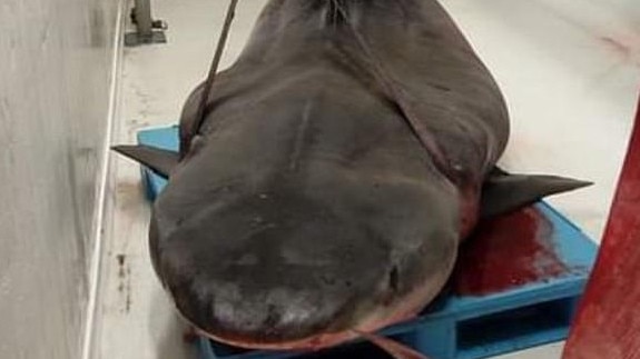 This is the Tiger Shark whose stomach contained remains believed to be those of the missing Brit tourist named locally as Richard Martyn Turner. Picture: Supplied