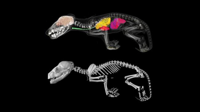 Researchers from Museums Victoria and the University of Melbourne have CT scanned all 13 known Tasmanian tiger joey specimens to create 3D digital models which have allowed them to study their skeletons and internal organs, and reconstruct their growth and development. Picture: SUPPLIED