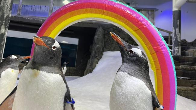 Gay penguin couple Sphen and Magic will teach children about same sex relationships. Picture: Facebook / Sea Life Sydney Aquarium