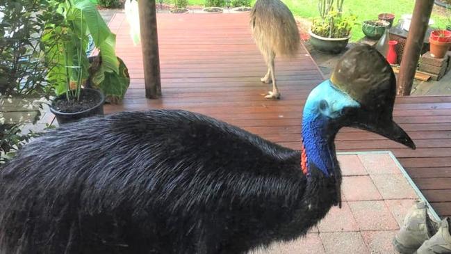 Merlin the southern cassowary photographed at a Black Mountain Rd property hours before a young bird was killed on Thursday. Picture: Nikita Pineapple