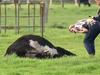 Mystery as 25 dead cows found in paddock