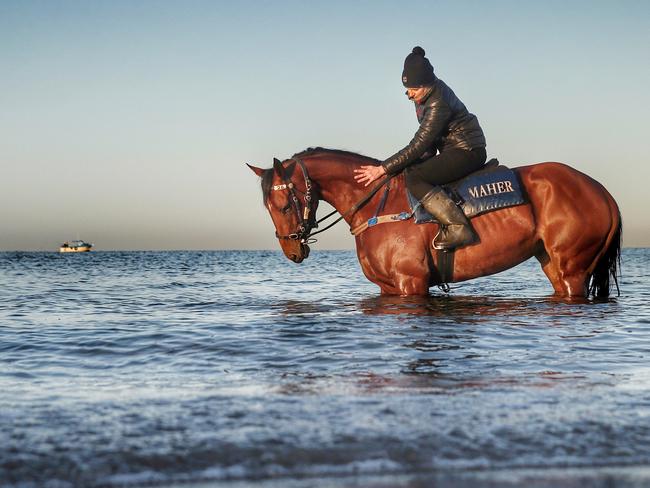 Caulfield Cup favourite Jameka with Lucy Yeomans aboard enters the water at Mordialloc Beach on Friday morning. Picture: Colleen Petch