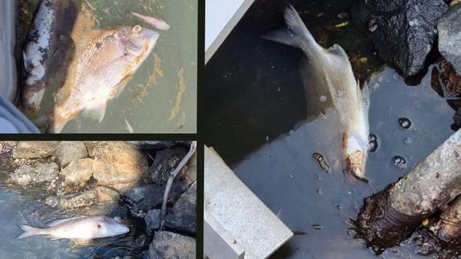 The dead fish appear to be covered in a brown slime which has also covered the water.