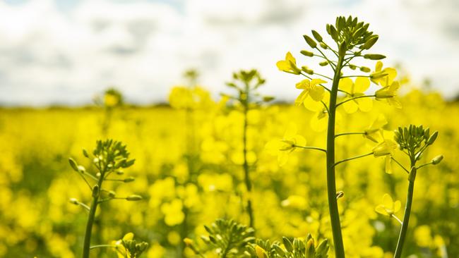 Positive outlook: Western Victoria grain growers are in for a good season.