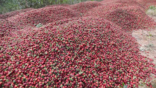 Dumped strawberries at Donnybrook Berries at Elimbah