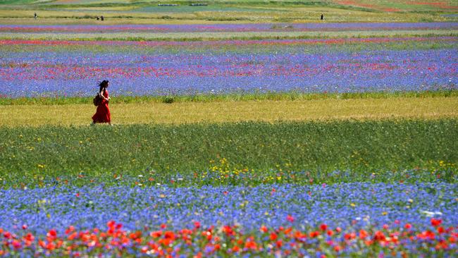 A tourist walks in the middle of blooming flowers and lentil fields in Castelluccio. Picture: Tiziana FABI / AFP