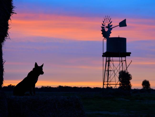 Rescue dog Gem at sunset at Herd2homes headquarters at Deniliquin. Picture: Peri Chappell