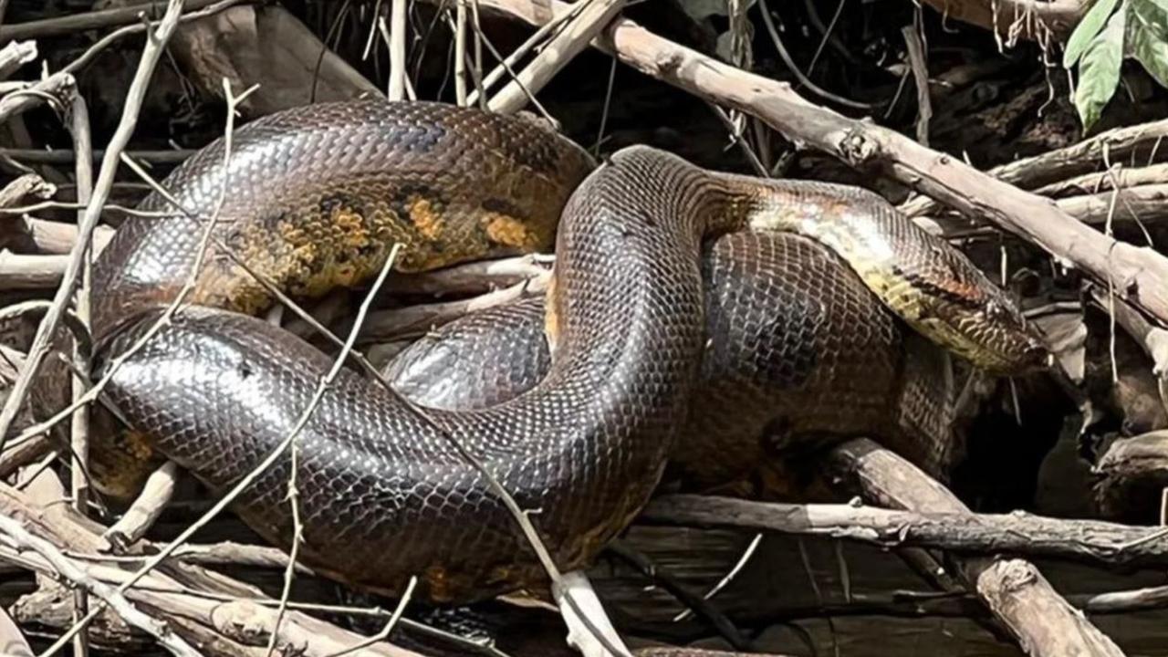 Huge Anaconda discovered by Queensland Scientists | NT News
