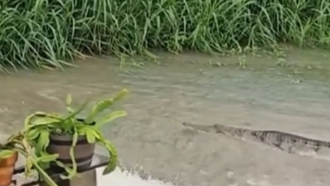 A woman is visited by a crocodile at the stairs of her highset house on the Haughton River near Giru.