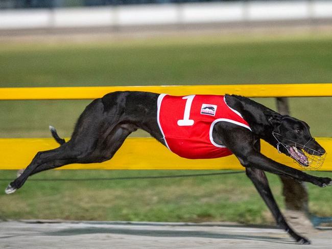 Shaka Diesel, the fastest greyhound around Bundaberg, is one of the favourites for today's race eight.