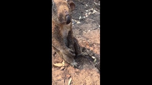 Koala found alive in burnt-out forest