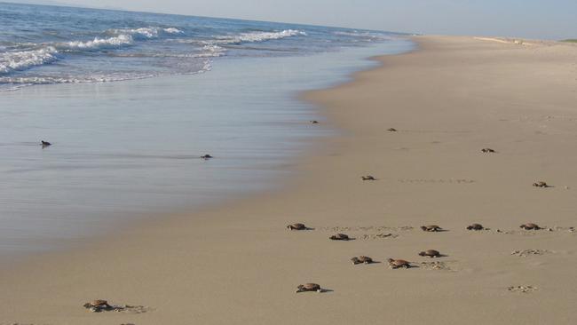 Turtles hatchlings head for the water at Bribie Island. Photo: Diane Oxenford