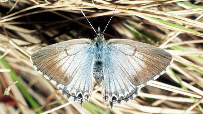 A bitterbush blue butterfly. Picture: Roger Grund