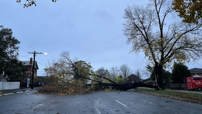 Trees were also downed in Lilydale. Picture: Twitter/@b_rothberg