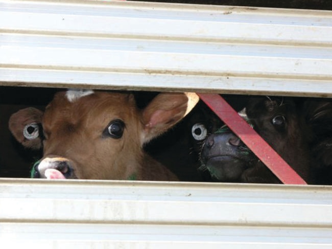 Cows are separated from their calves within hours, in what is apparently a painful process for mother and baby. Picture: Diana Simpson