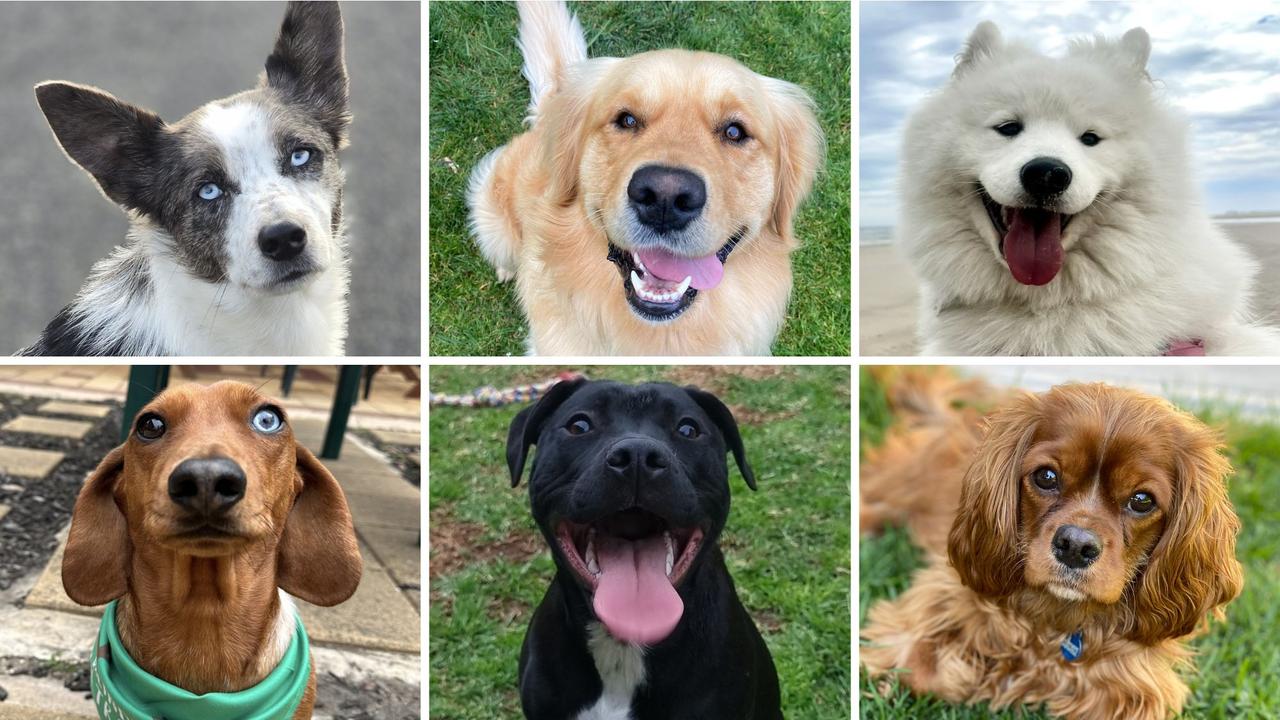 Voting closed in the search for SA’s cutest dog