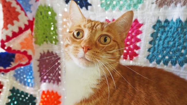 Penelope has been living at Coffs Harbour RSPCA for more than 200 days.