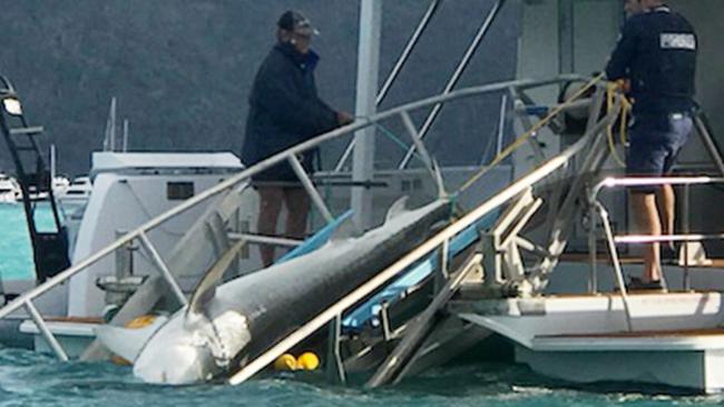 A shark is caught on a drum line in Cid Harbour, Whitsundays.