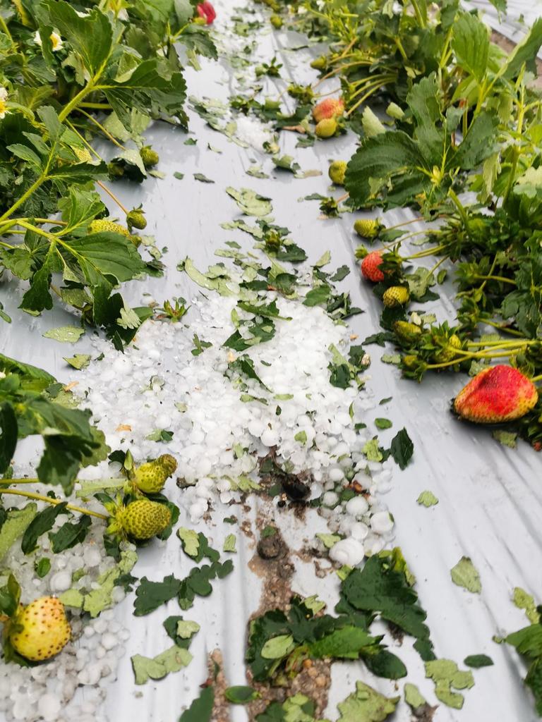 Hail damage to Eastern Colour farm in Applethorpe. Photo: Eastern Colour / Contributed