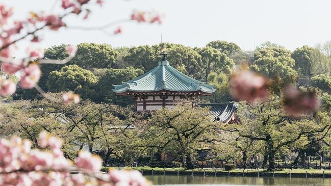 Tokyo’s cherry blossoms in April. Photography by Elise Hassey.