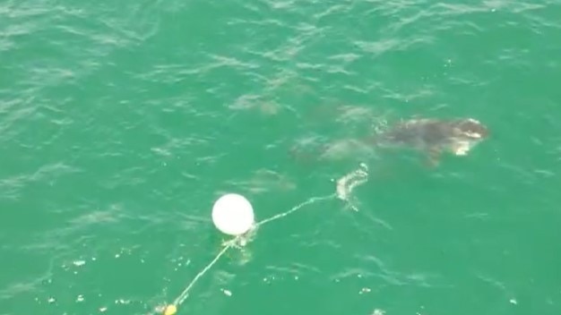 A shark caught on a drum line off Kings Beach in Caloundra was caught on camera being brutally stabbed to death. Photo: Supplied