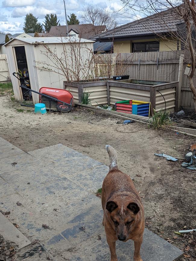 The dog runs sand through the house since the backyard was ripped up. Picture: Supplied