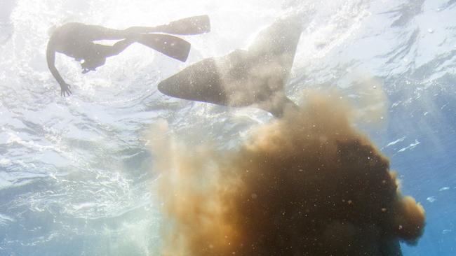 CREDIT: KERI WILK / CATERS NEWS / PICTURE MEDIA ONLINE USE ONLY PIC FROM KERI WILK / CATERS NEWS - (PICTURED: The sperm whale releases its bowels) - A group of divers received an unexpected surprise when they were suddenly engulfed by a giant underwater poo cloud. Created by a rather inconsiderate sperm whale, the revolting images show the unlucky bunch being completely submerged by a heavy brown mist. Described as a poonado by Canadian photographer, Keri Wilk, 30, the peculiar behaviour is thought to have been evidence of a rarely seen defence mechanism. SEE CATERS COPY.